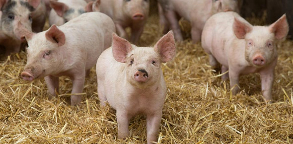 The Ultimate Pigs Trivia Quiz ProProfs Quiz